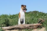 FOX TERRIER POIL LISSE 075